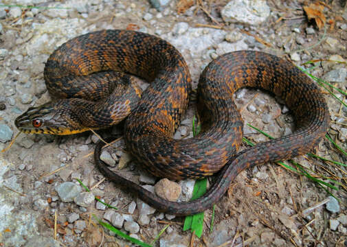 Image of Diamond-backed Watersnake