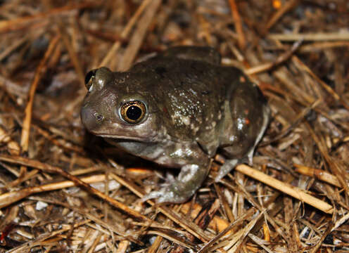 Image of Plains Spadefoot