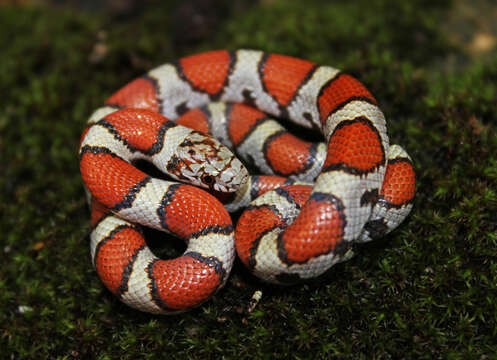 Image of Lampropeltis triangulum triangulum