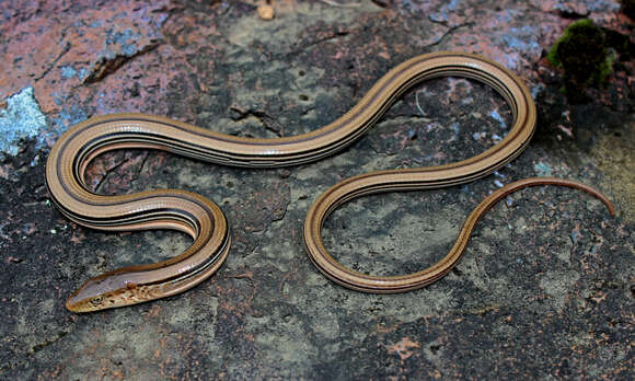 Image of Glass Lizards