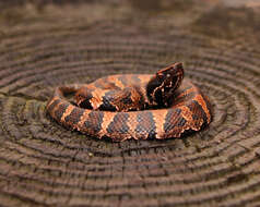 Image of Cottonmouth