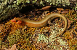 Image of Broad-headed Skink