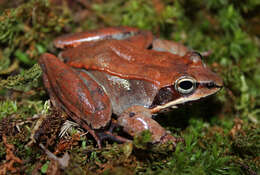 Sivun Lithobates sylvaticus (Le Conte 1825) kuva