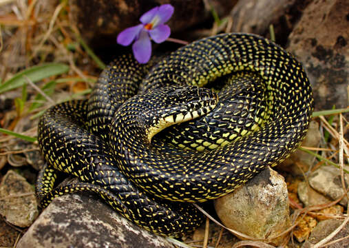 Image of Speckled Kingsnake