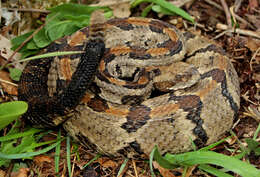 Image of Timber Rattlesnake