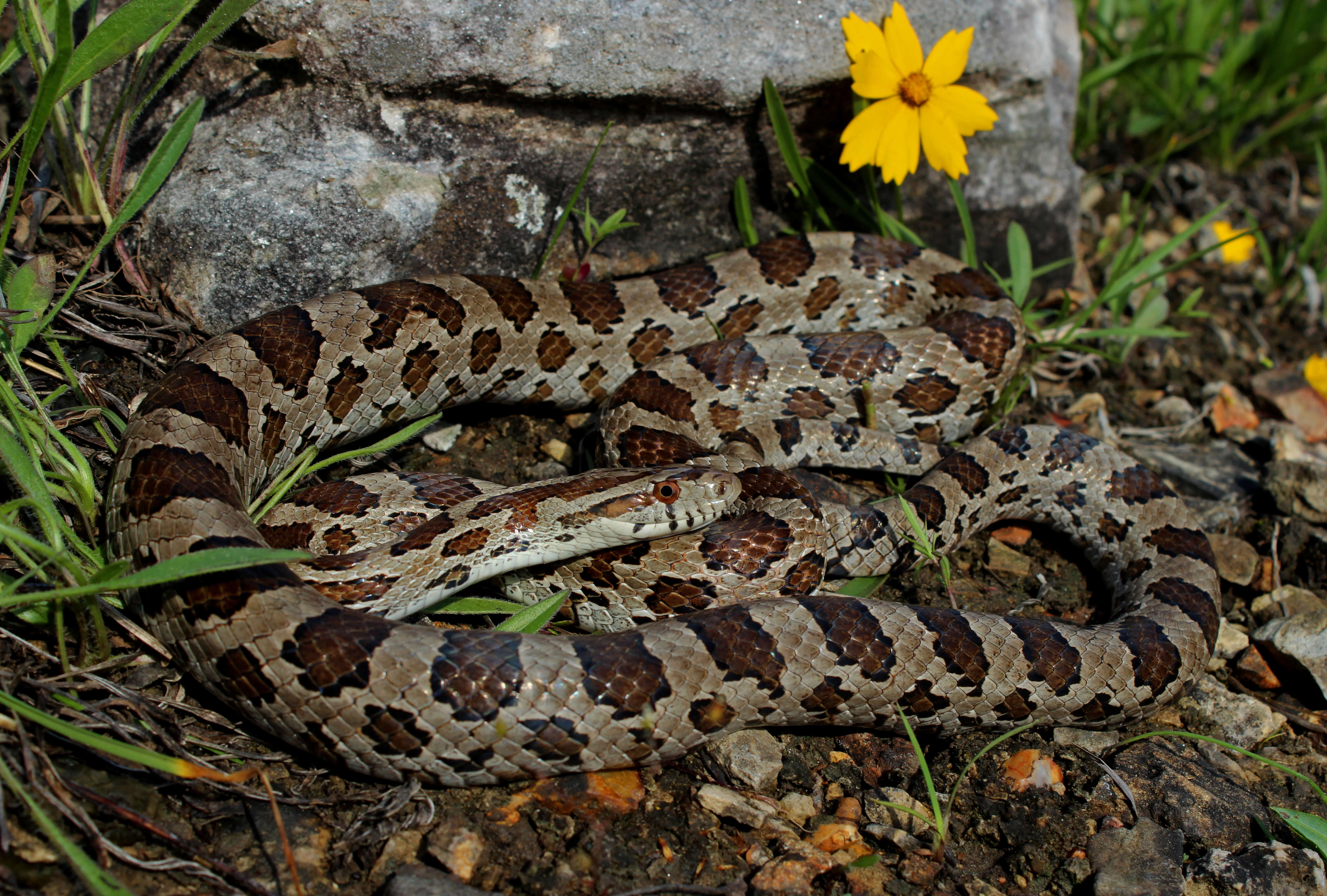 Image of Great Plains Rat Snake