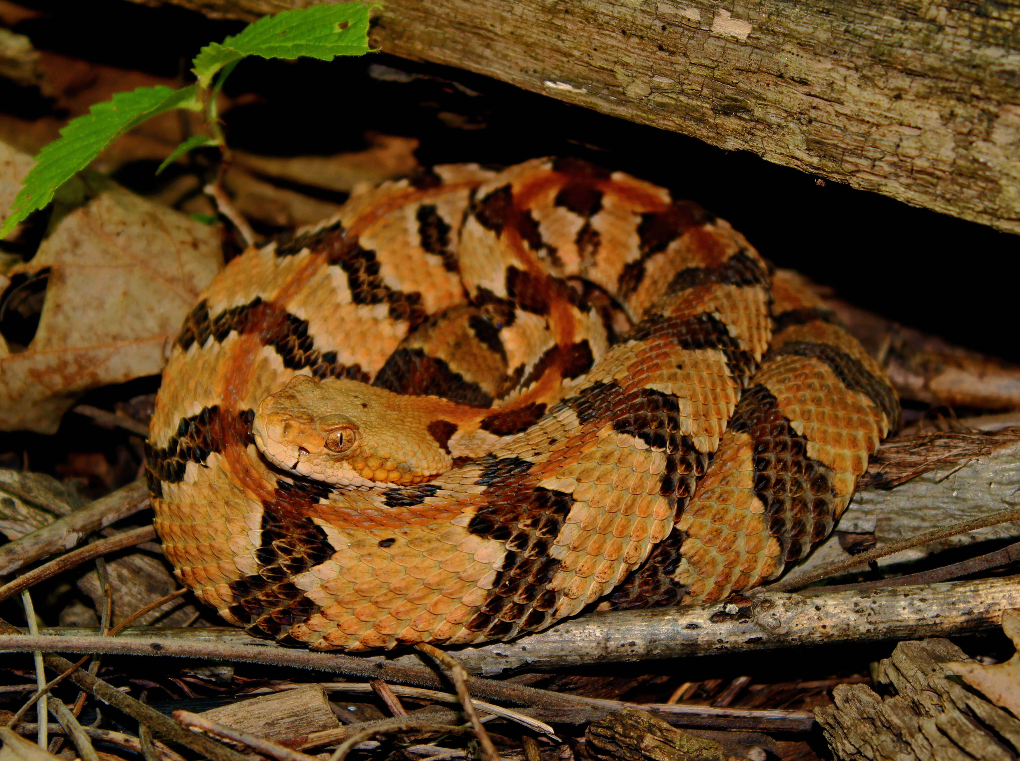 Image of Timber Rattlesnake