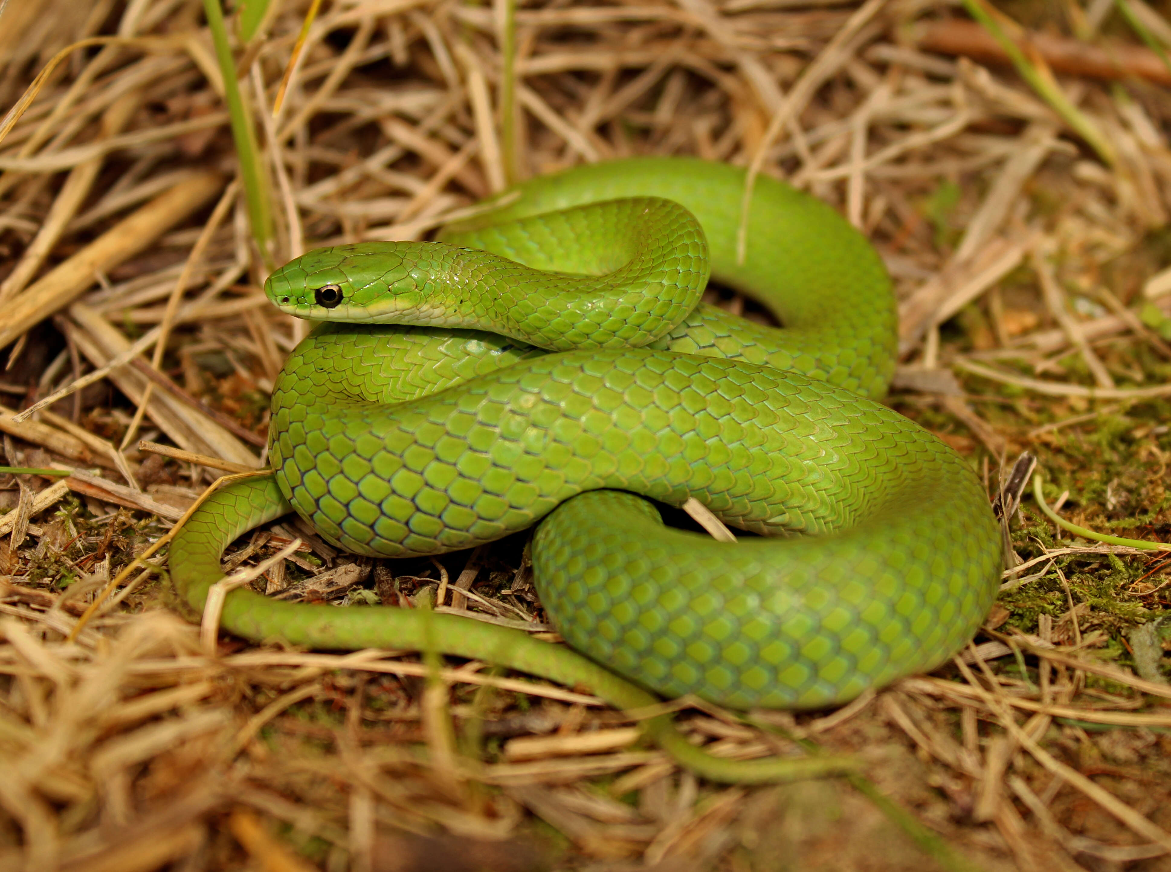 Image of Smooth Green Snake