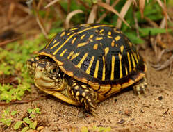 Image of Ornate Box Turtle