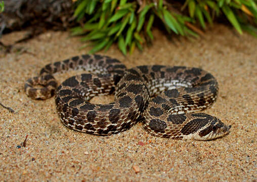 Imagem de Heterodon nasicus Baird & Girard 1852