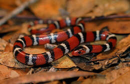 Image of Lampropeltis elapsoides (Holbrook 1838)