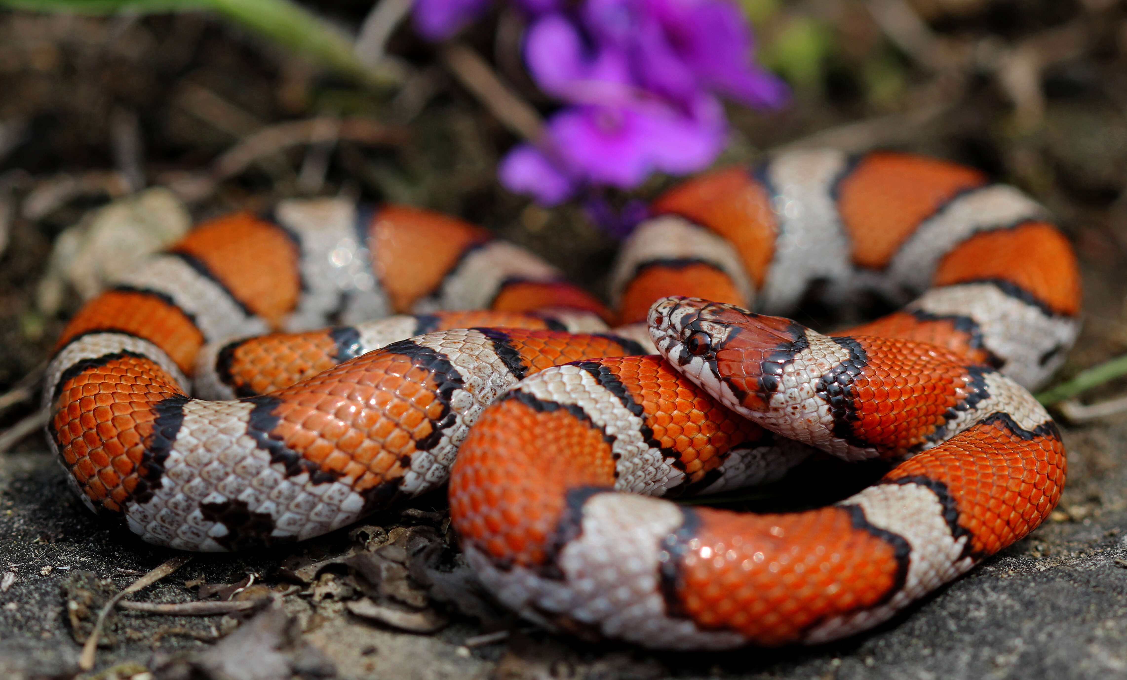 Image of Lampropeltis triangulum triangulum