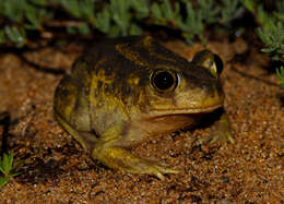 Image of Eastern Spadefoot