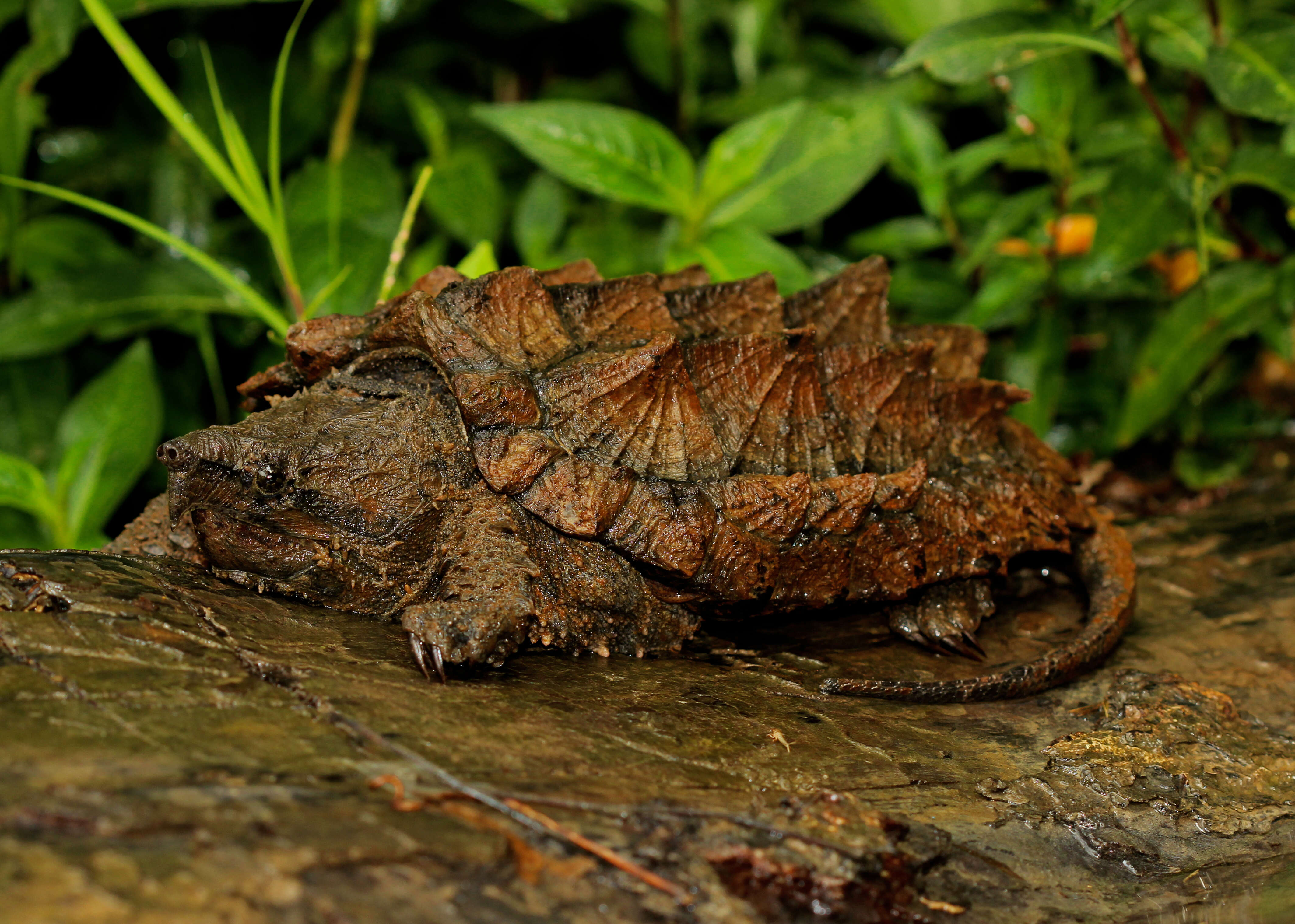 Imagem de Macrochelys