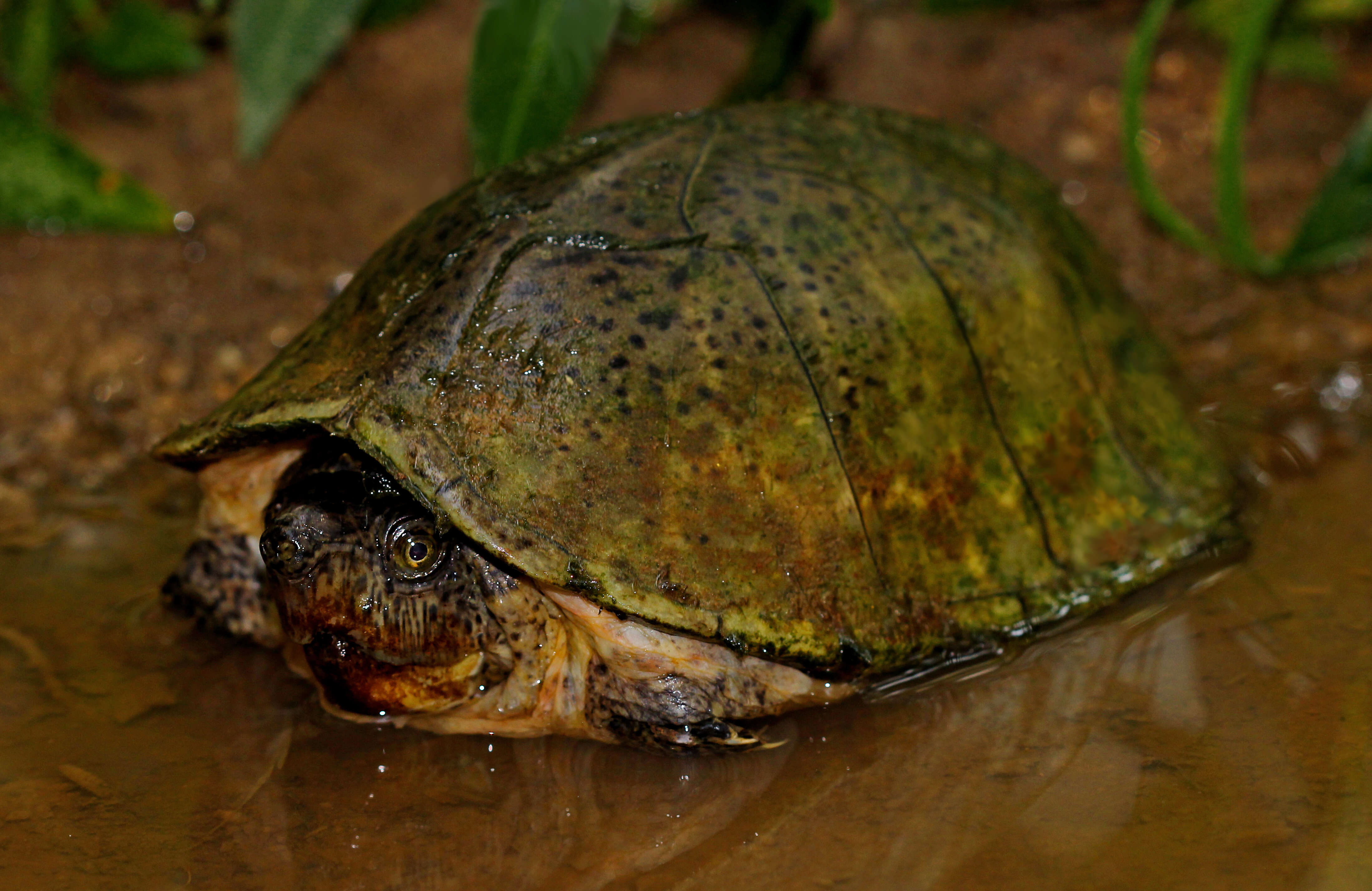 Image of Keeled Musk Turtle