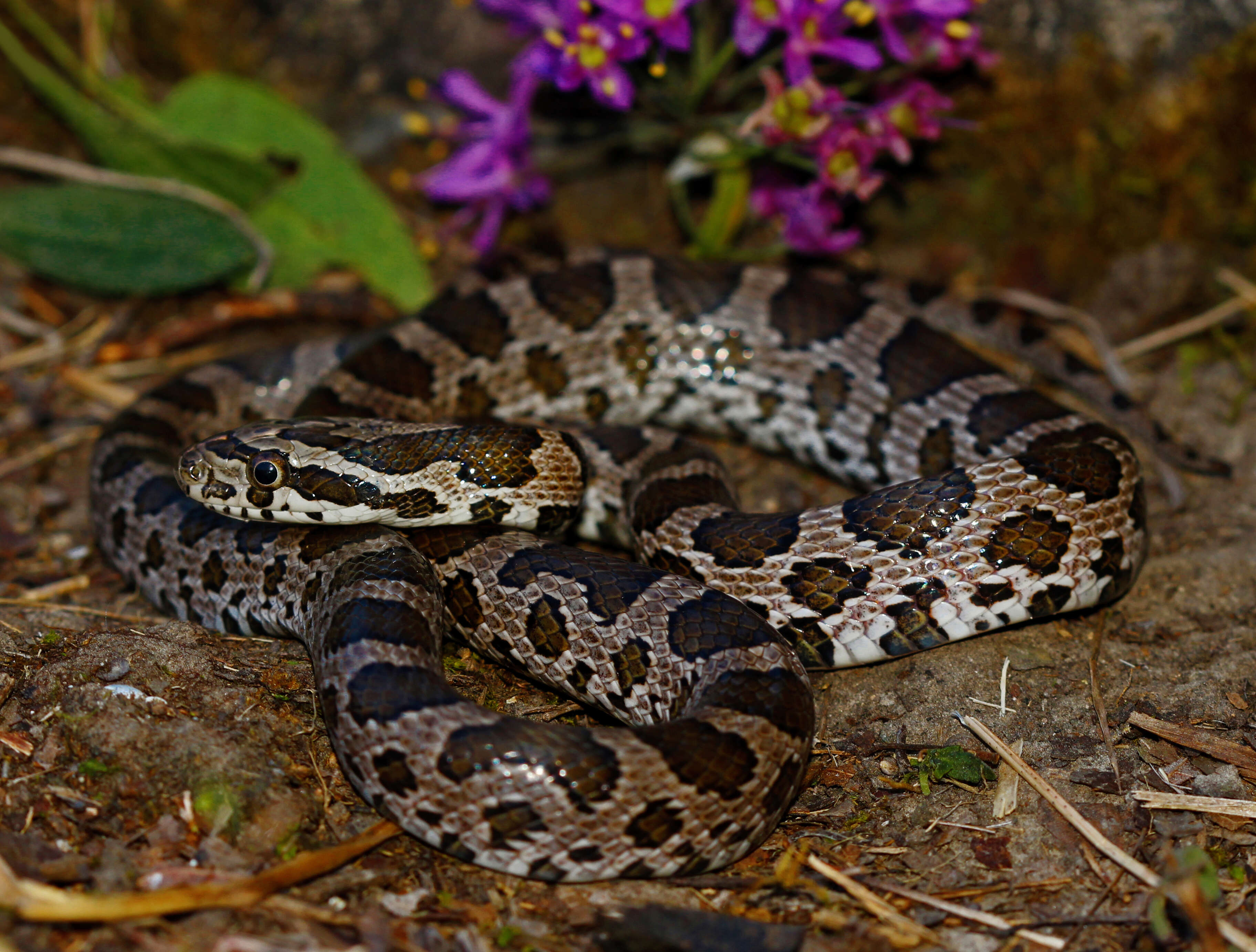 Image of Great Plains Rat Snake