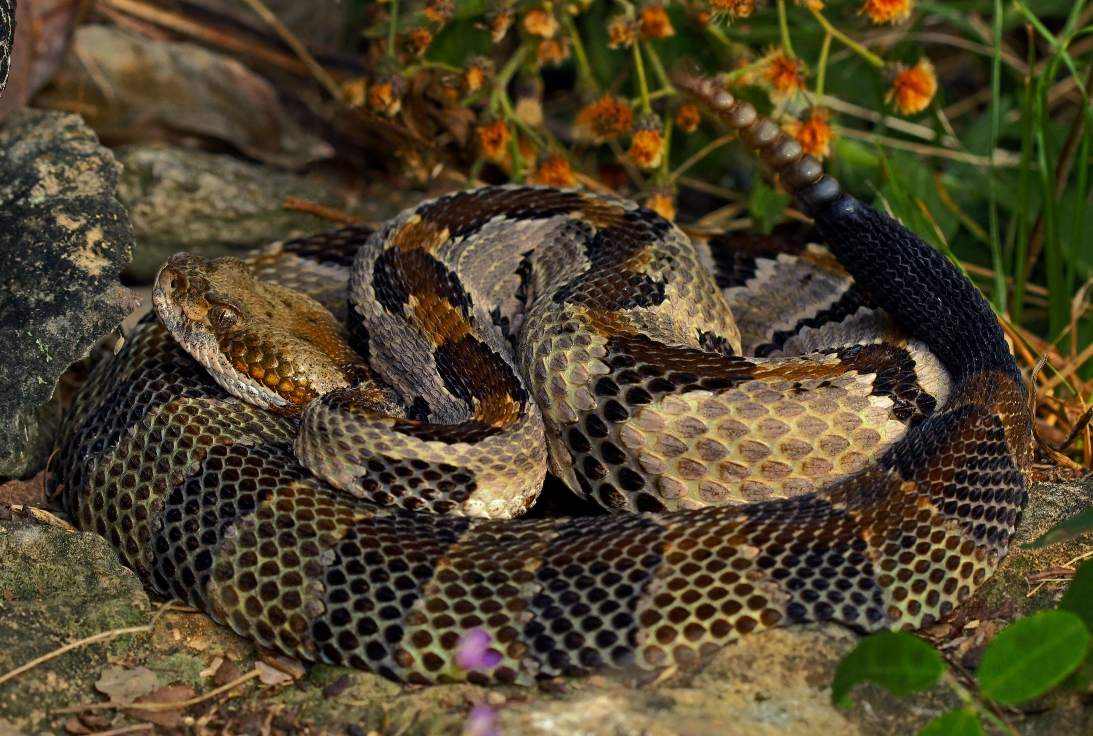 Image of Timber Rattlesnake