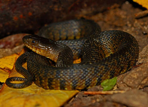 Image of Mississippi Green Water Snake