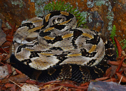 Image of Timber Rattlesnake