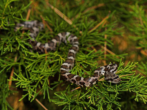 Image of Rat snakes