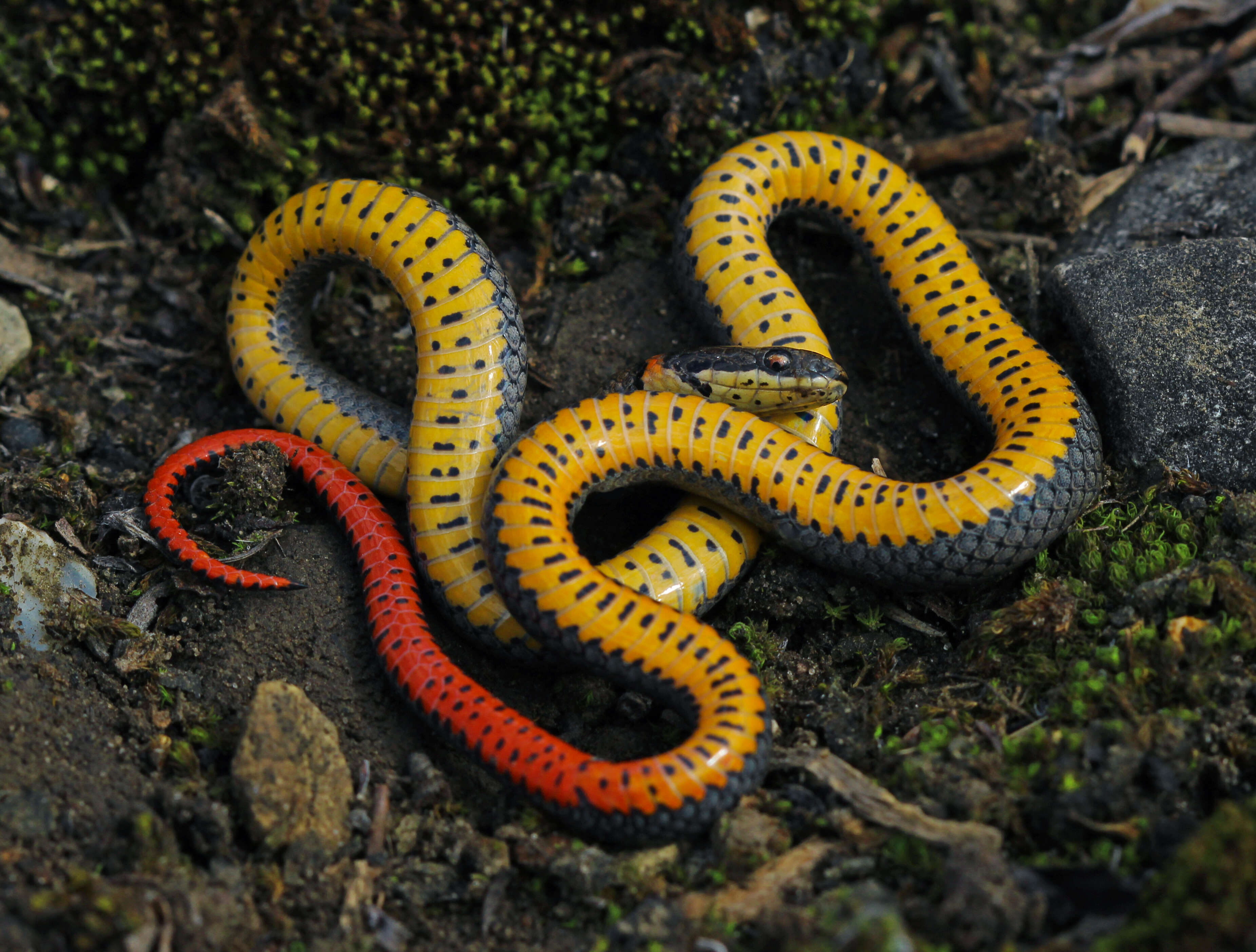 Image of Ring-necked Snake