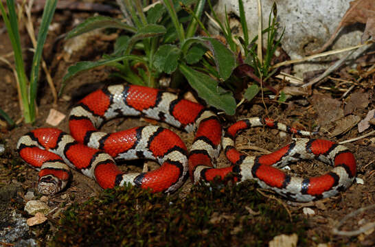 Image of Lampropeltis triangulum triangulum