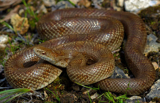 Image of Prairie Kingsnake