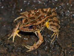 Image of pickerel frog