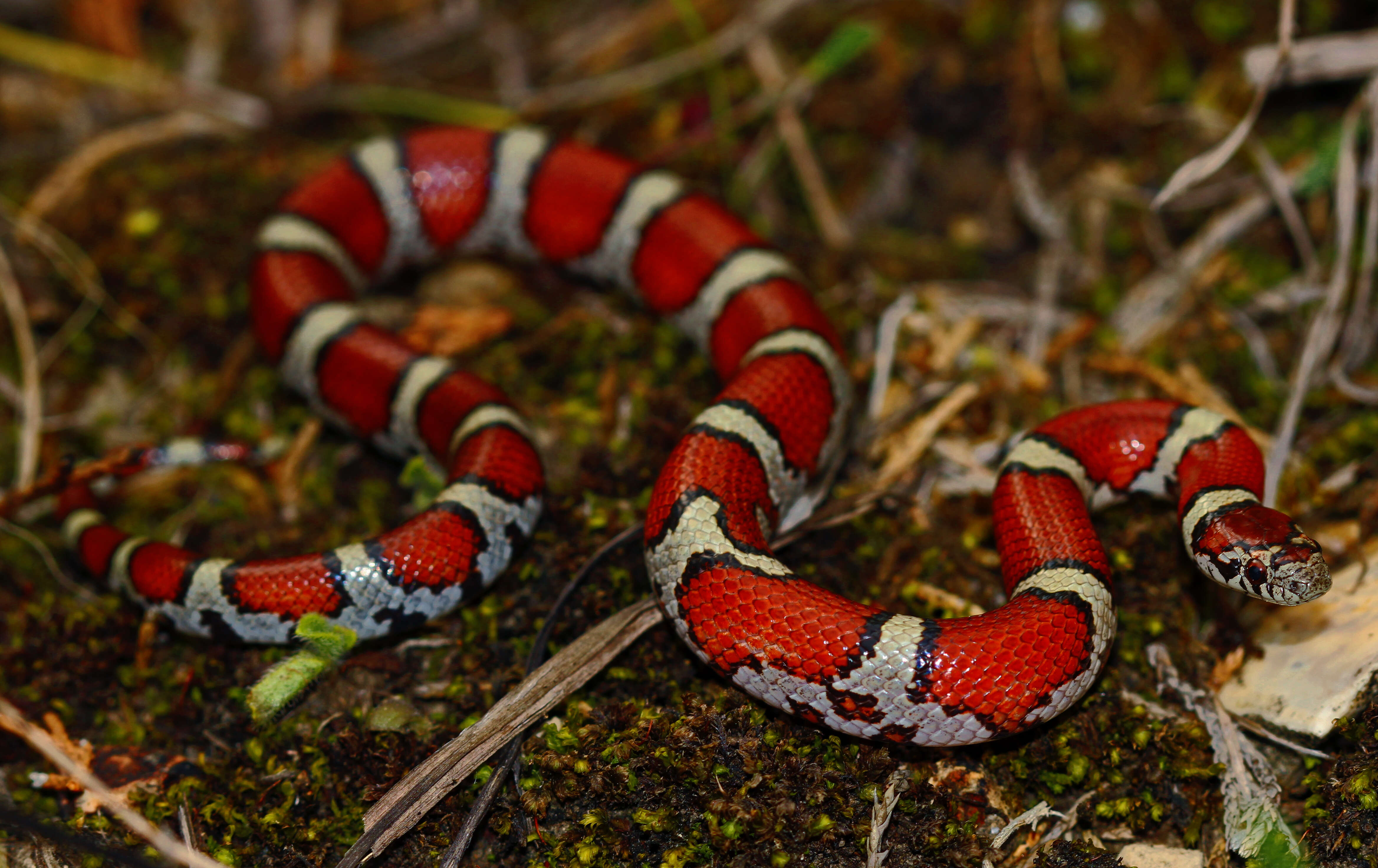 Image of Lampropeltis triangulum triangulum