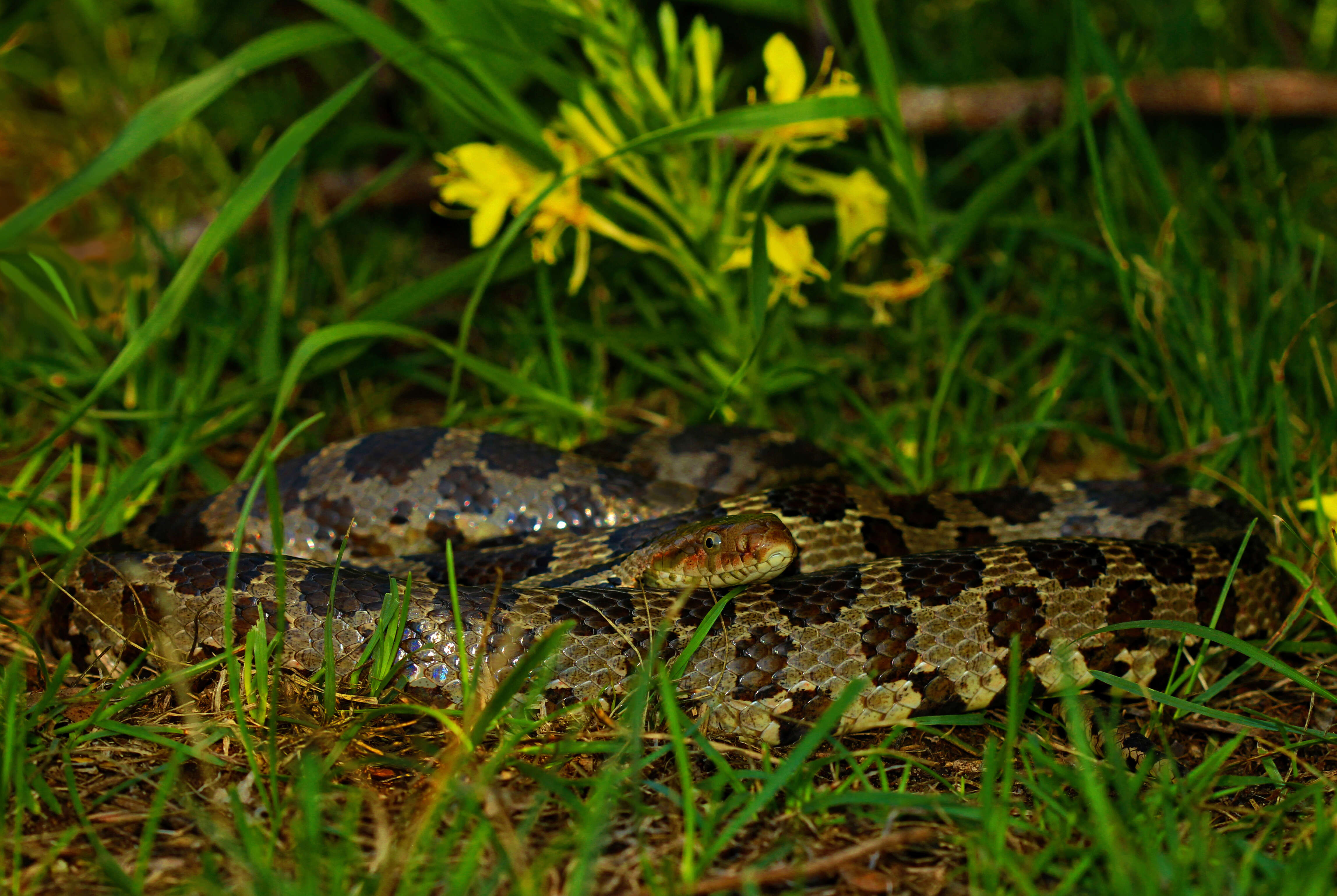 Image of Pantherophis gloydi