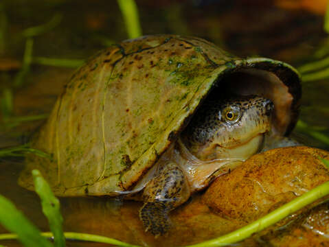 Image of Keeled Musk Turtle