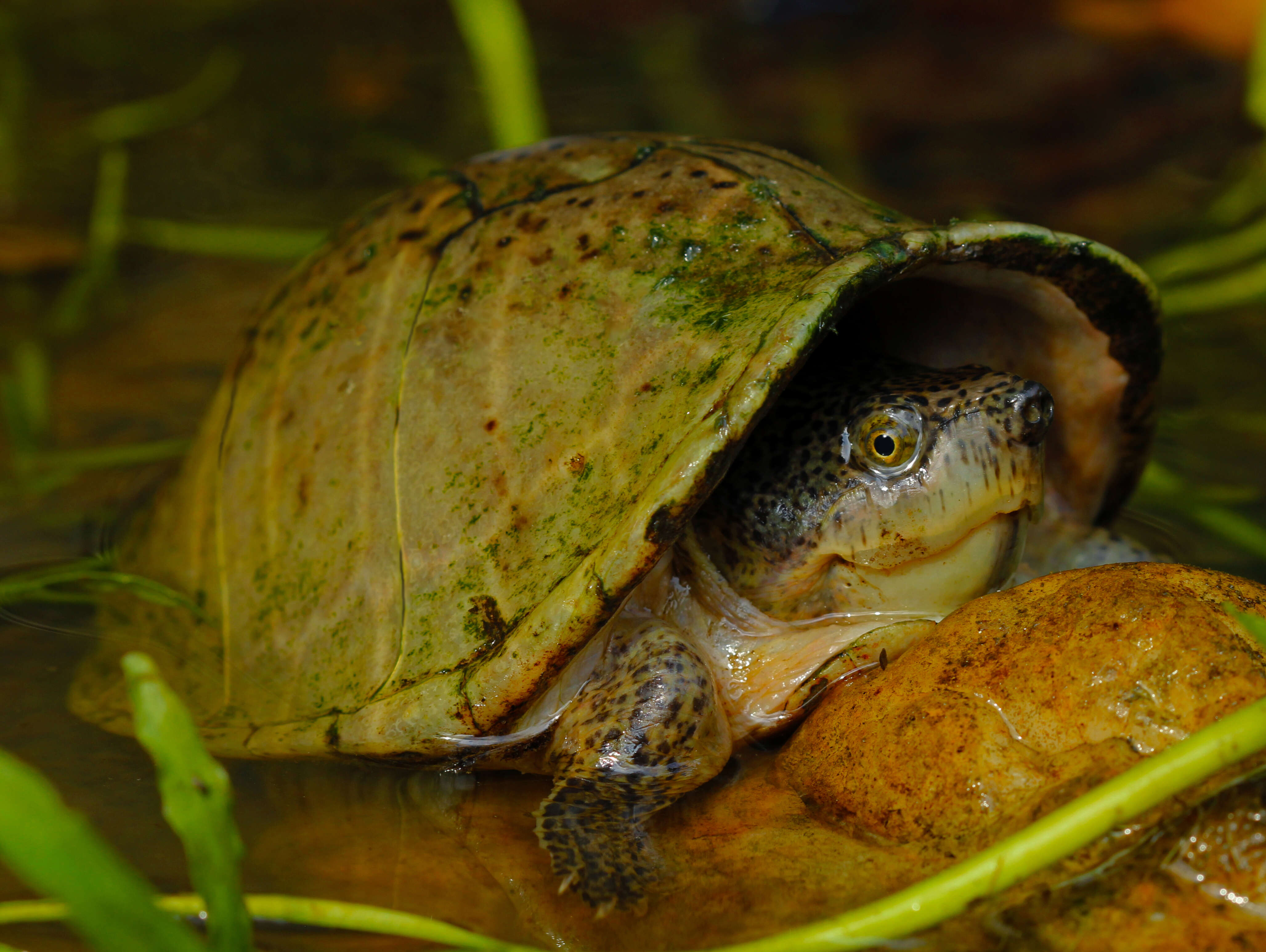 Image of Keeled Musk Turtle