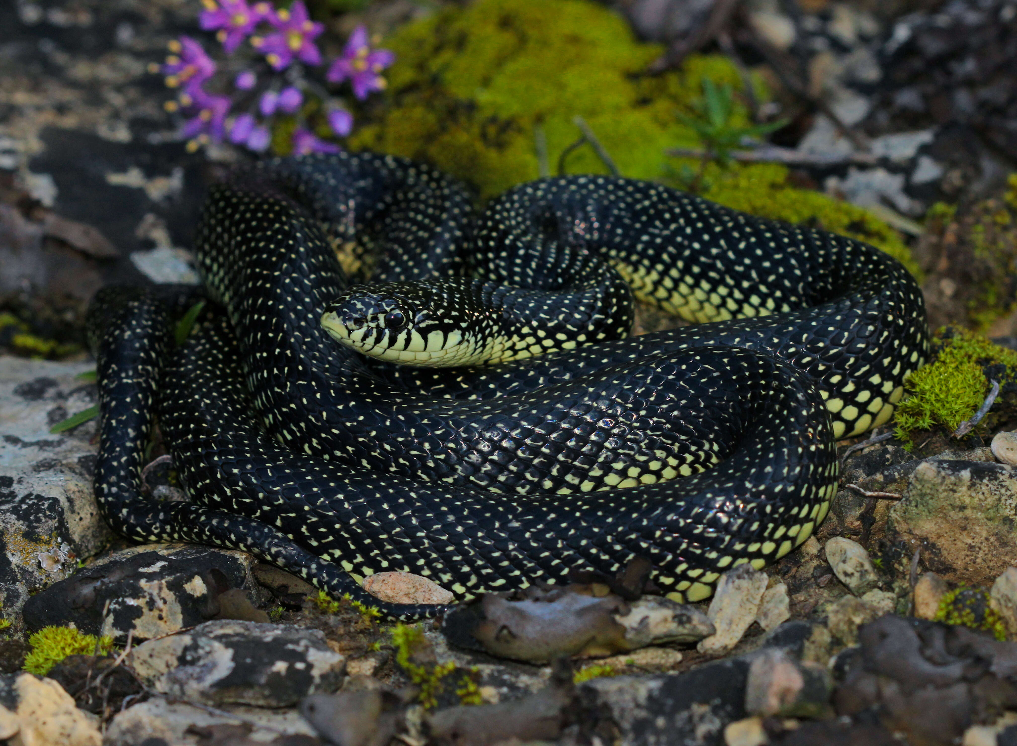 Image of Speckled Kingsnake