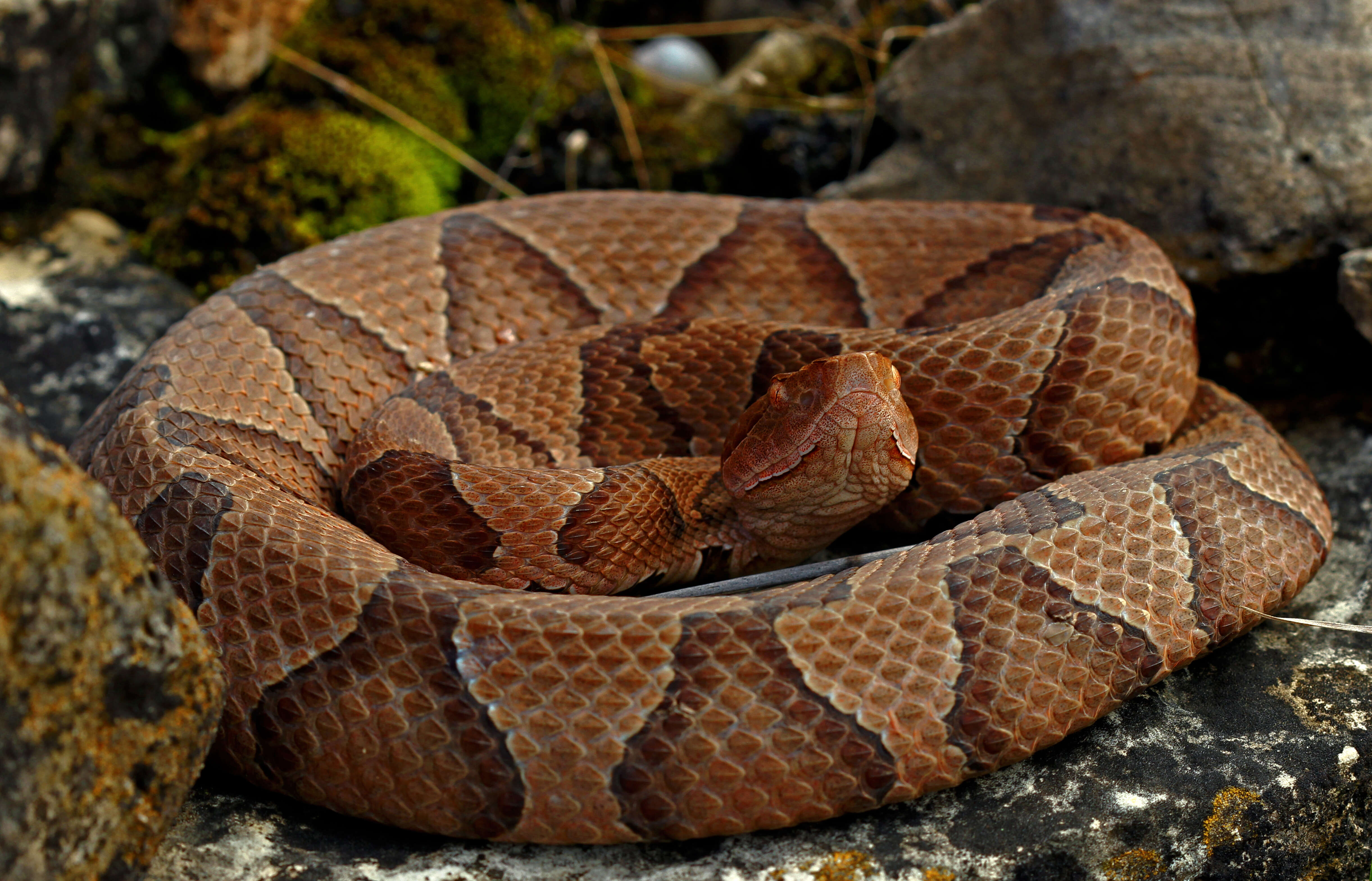 Image of Copperhead