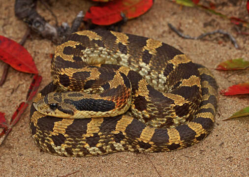 Image of North American Hog-nosed Snakes