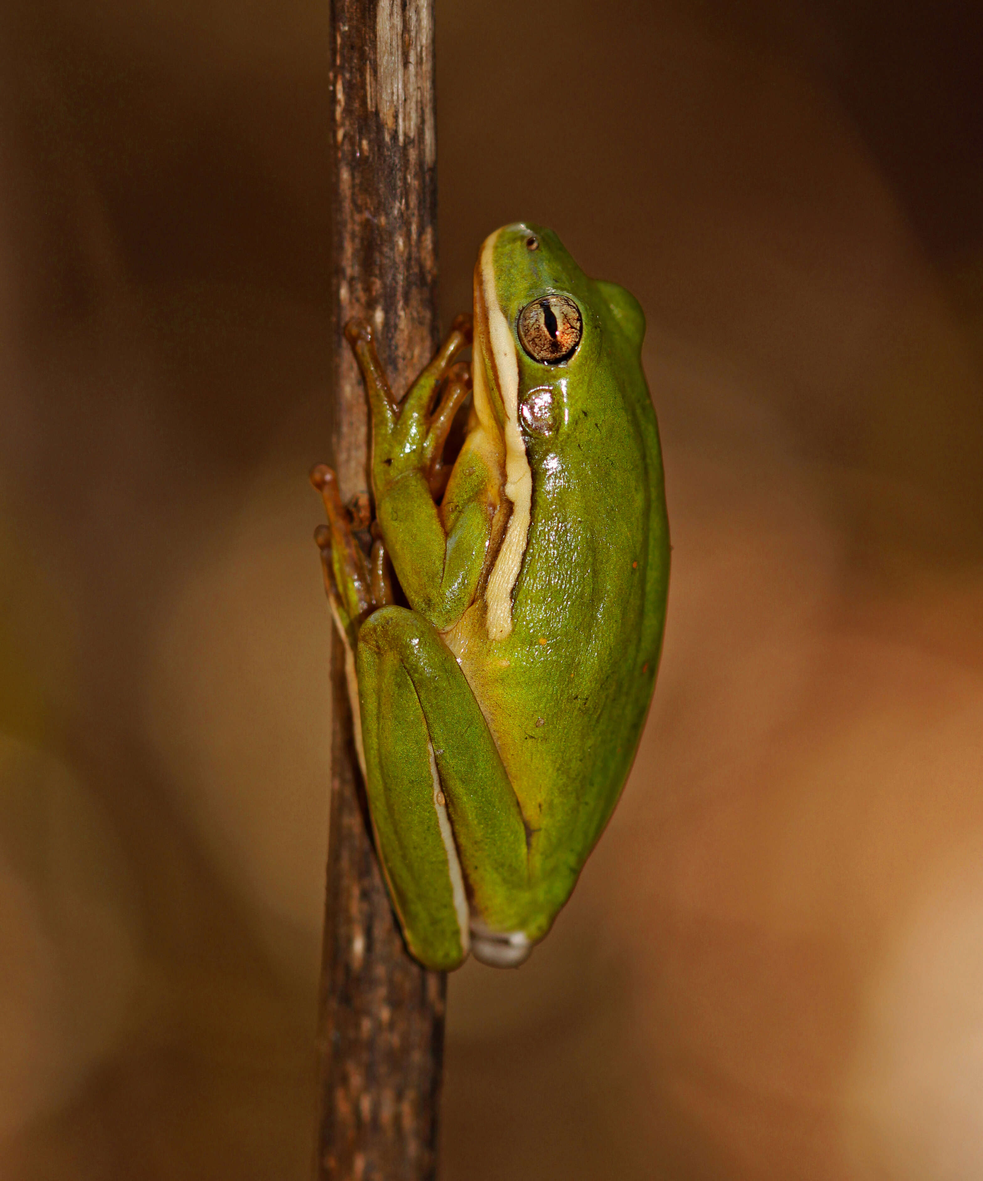 Image of American Green Treefrog