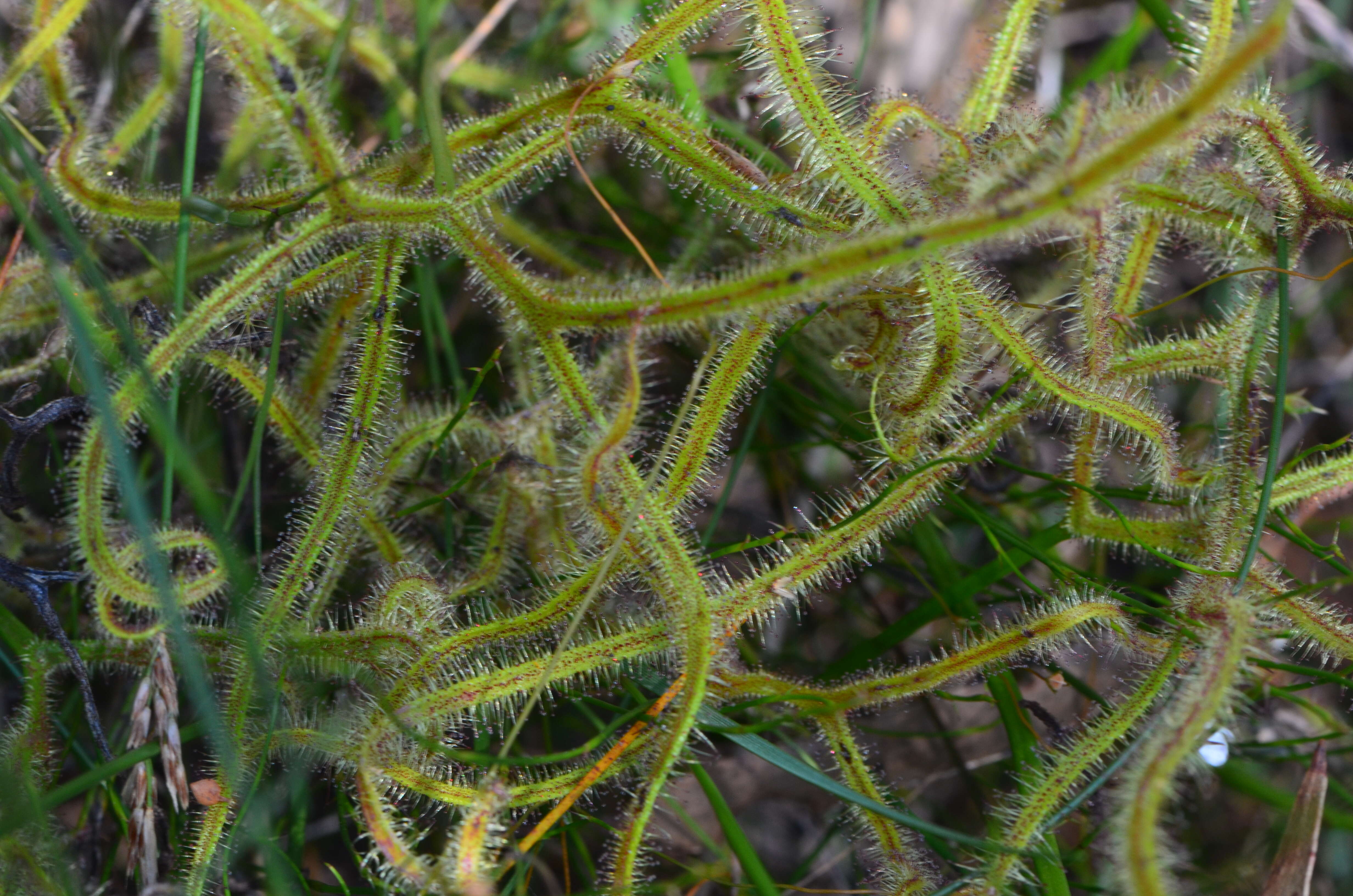 Image of Drosera binata Labill.