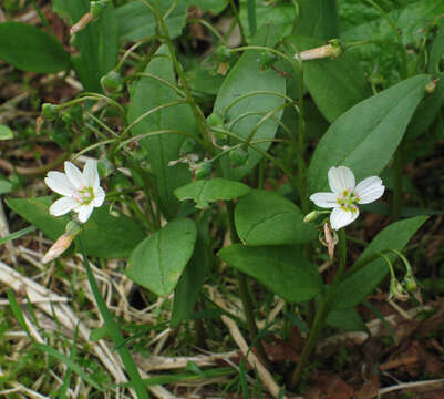 Image of lanceleaf springbeauty