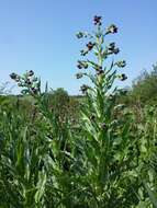 Plancia ëd Cynoglossum officinale L.