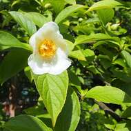 Imagem de Stewartia pseudocamellia Maxim.