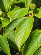 Imagem de Stewartia pseudocamellia Maxim.