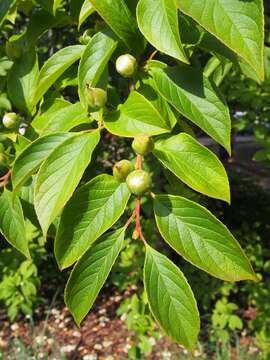 Imagem de Stewartia pseudocamellia Maxim.