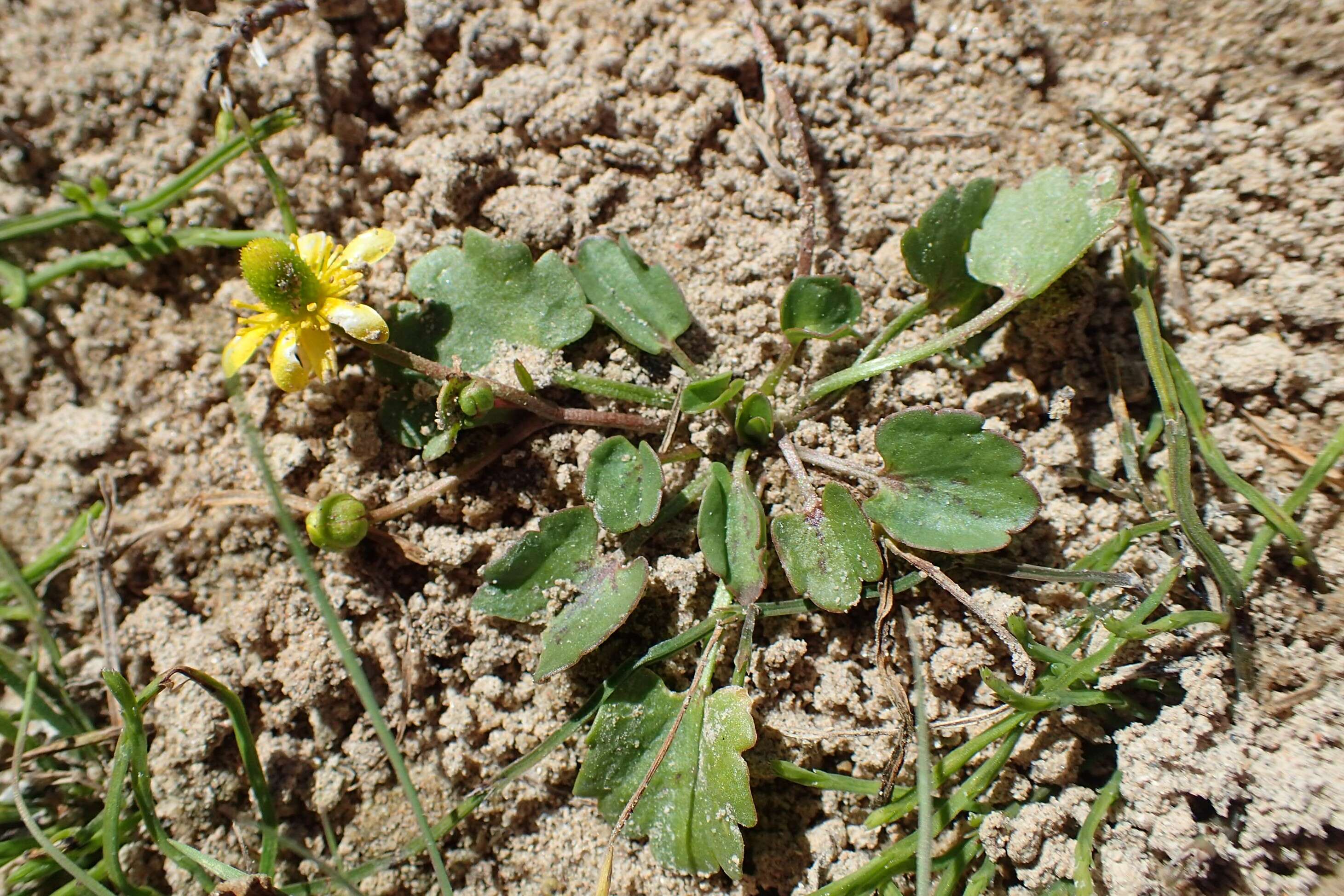 Image of Alkali Buttercup