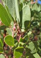 Image of greenleaf manzanita