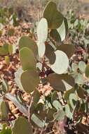 Image of greenleaf manzanita