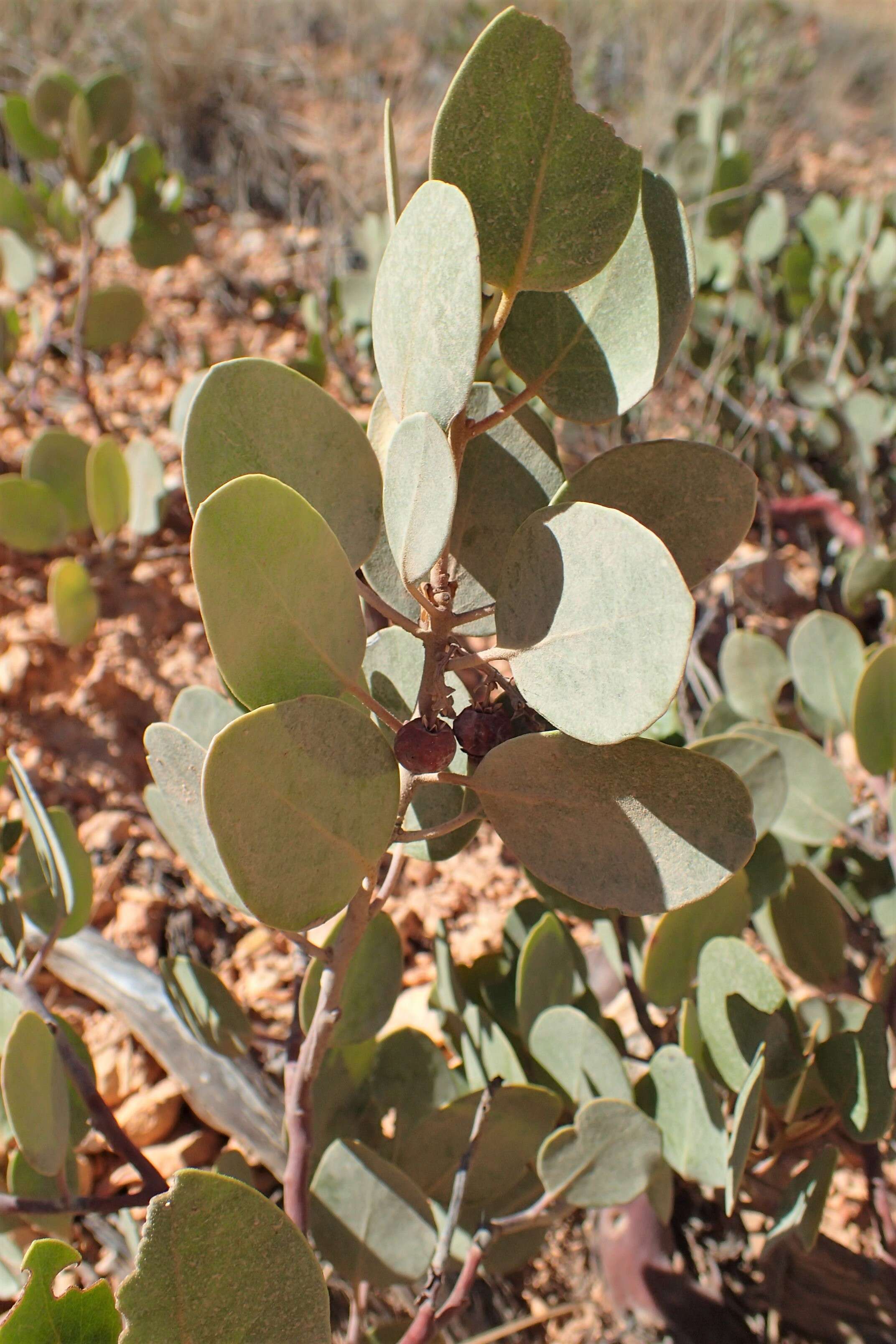 Image of greenleaf manzanita