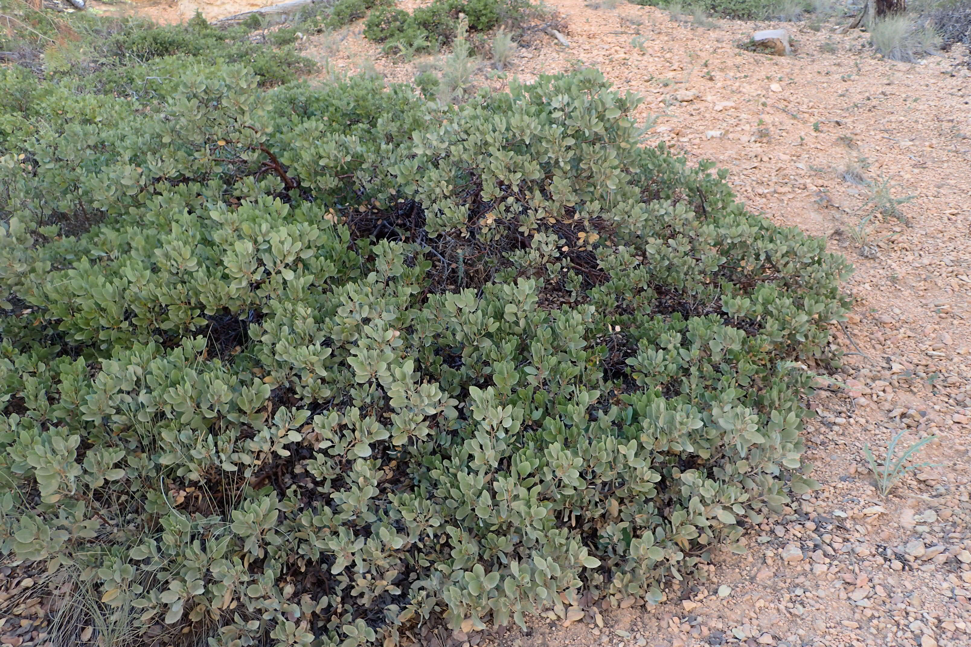 Image of greenleaf manzanita