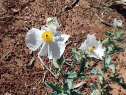 Image of flatbud pricklypoppy