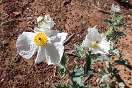 Image of flatbud pricklypoppy