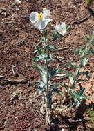 Image of flatbud pricklypoppy